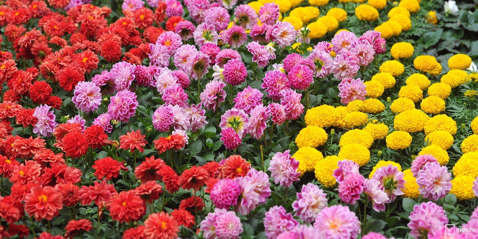 Один из самых необычных цветников в СЗАО высадили в парке «Дубрава»